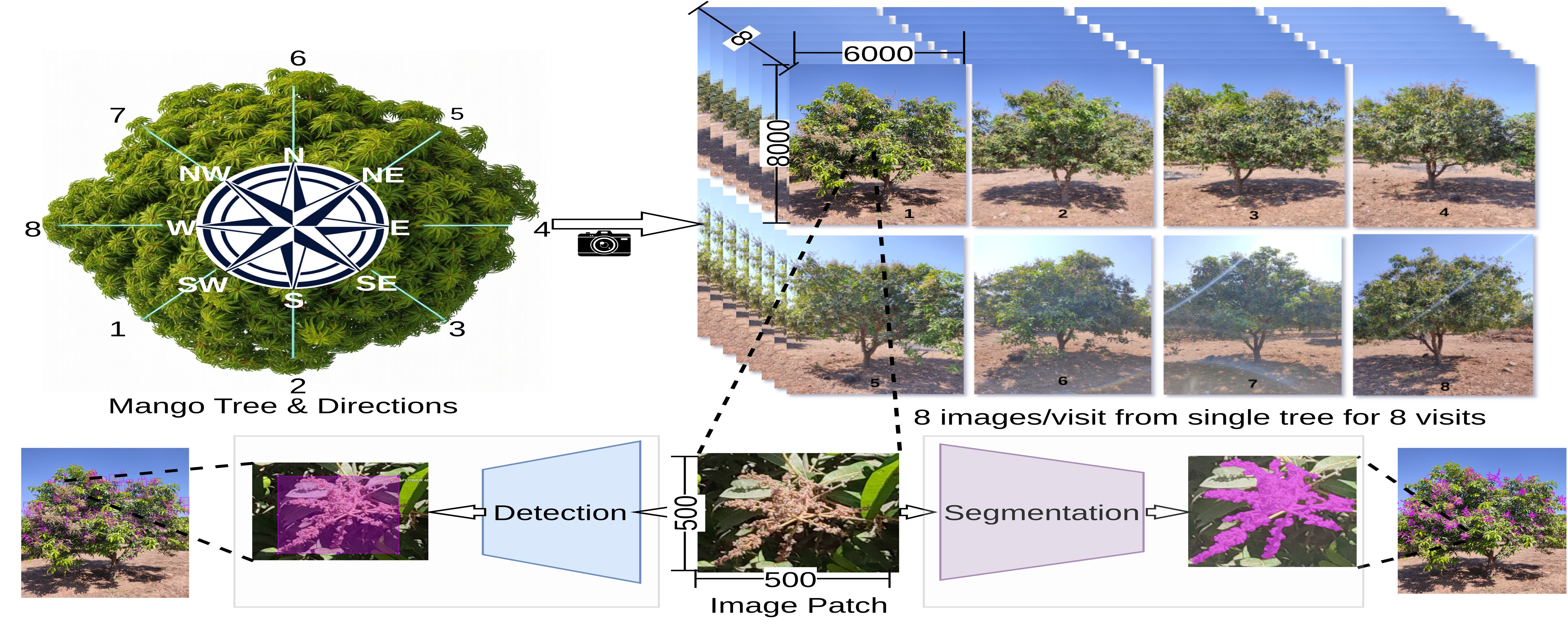 MangoSense: A time-series vision sensing dataset for mango tree segmentation and detection toward yield prediction